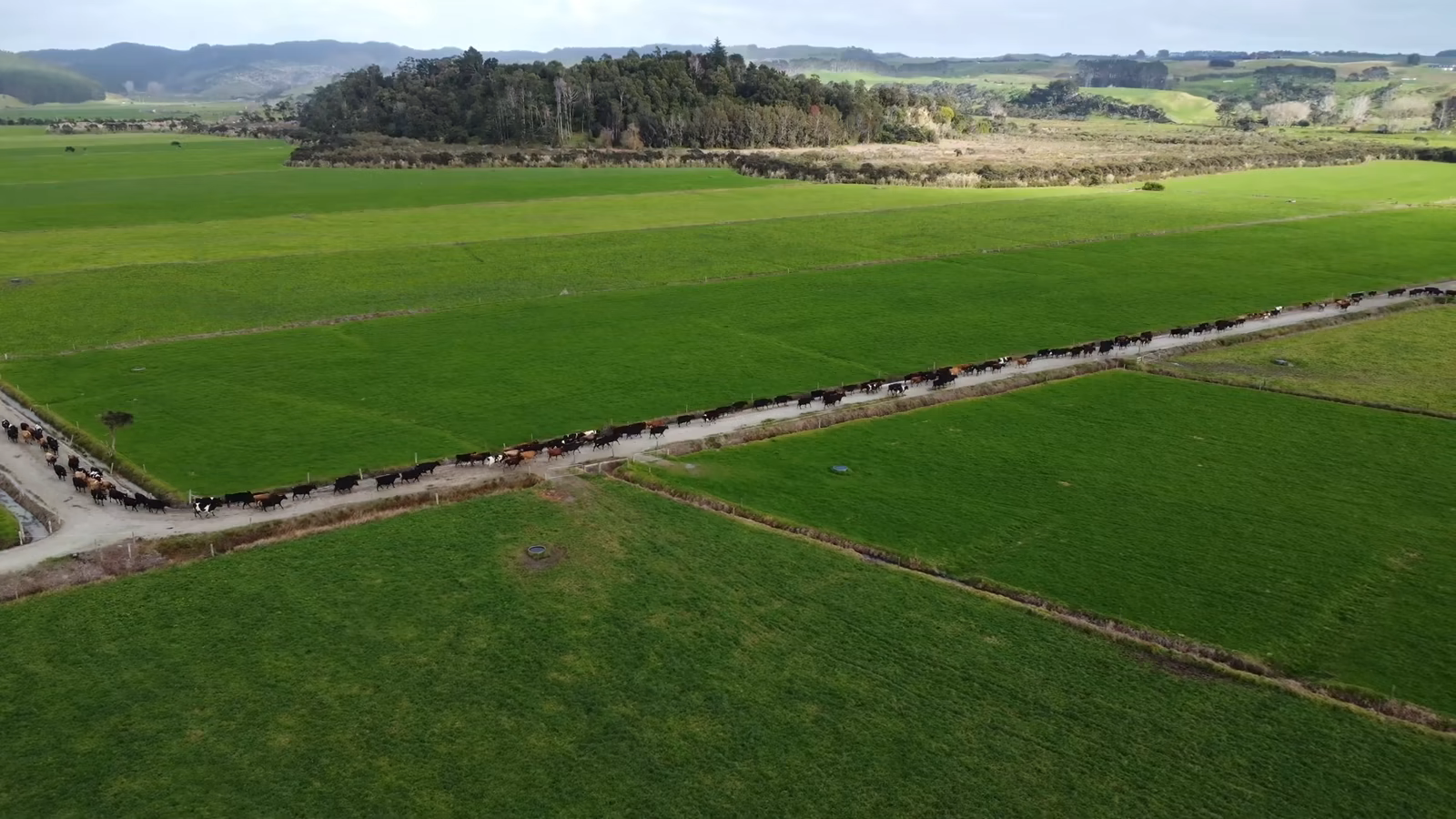 Aerial view of the Morelands pasture and open drainage route, with cattle along the channel